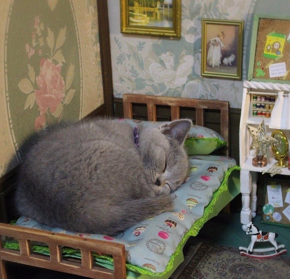 grey kitten sleeping in their bed, dreaming of a better future.